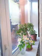 Продается Квартира, Щорса , район Киевский, г. Донецк, Донецкая Народная Республика, Россия