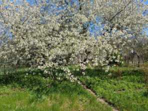 Продается Дача, Калининский р-н. , г. Донецк, Донецкая Народная Республика, Россия